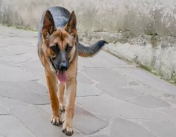 Heartbreaking news for stray dog